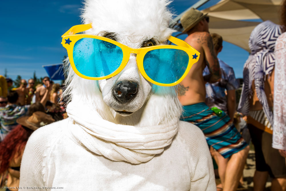 What The Festival, photo by Joshua Lee