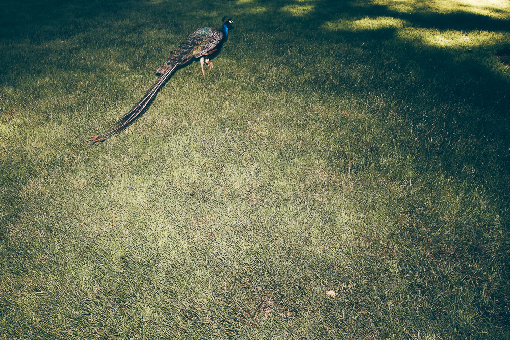 Northwest String Summit, Horning's Hideout, photo by Jessie McCall