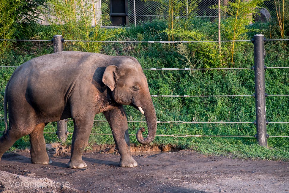 Oregon Zoo Amphitheatre, photo by Veronica Rose